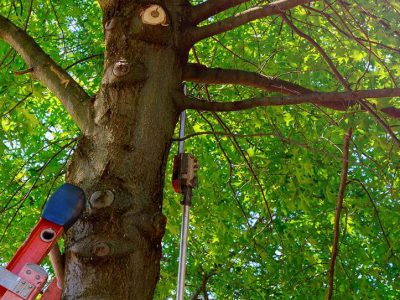 Tree Care