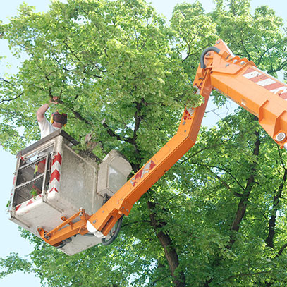 Tree Care Services Tree Care Services