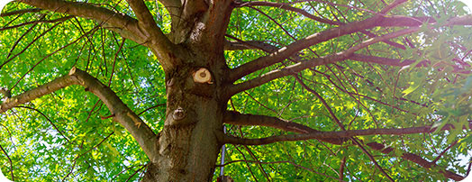 Tree Care Service